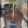 Flo x Strawberry Queen Cannabis Plant in a Pot