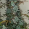 Flo x Strawberry Queen Cannabis Seeds