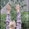Freak Show Cannabis Seed Tree