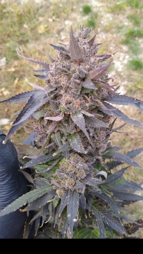 Gooey X Blue Dream Cannabis Seeds