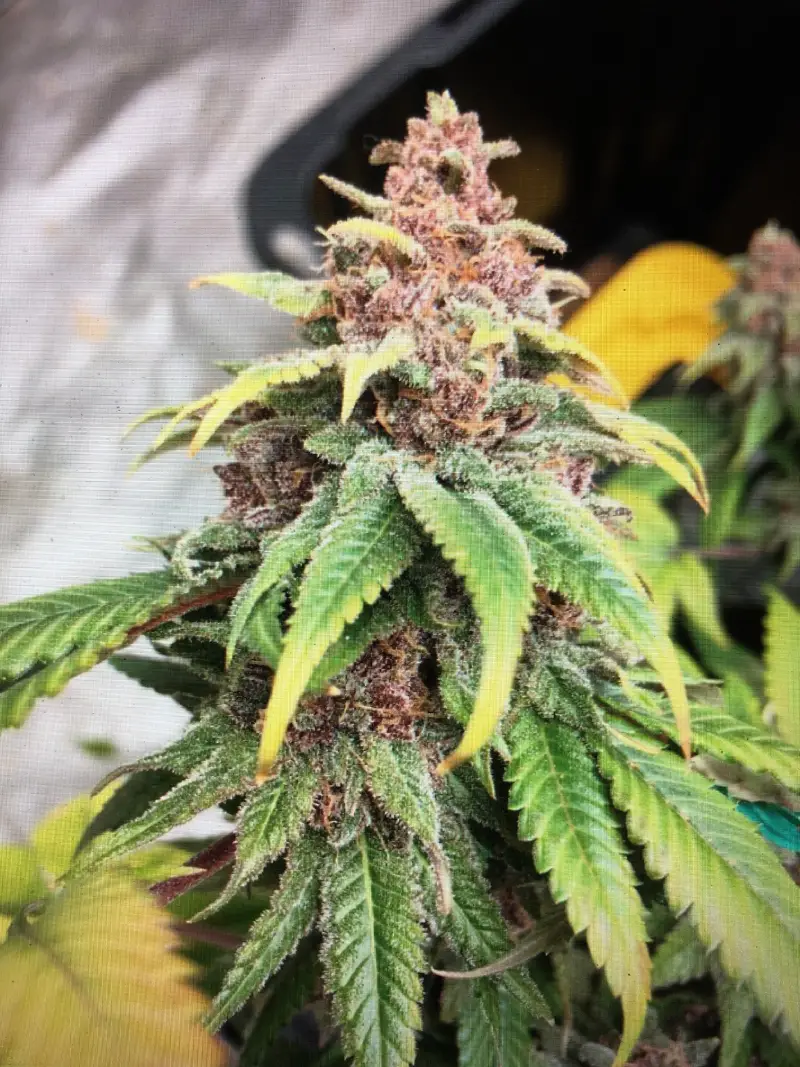 Gooey x KLAR G13 Project Seeds