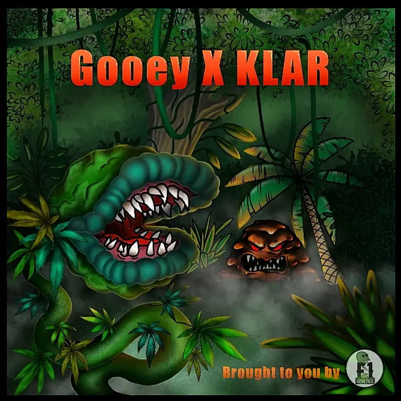 Gooey X Klar 2022 Better Seed