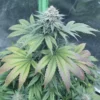 Granddaddy Purple x Gelato Cannabis Seeds