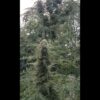 Freak Show Cannabis Tree