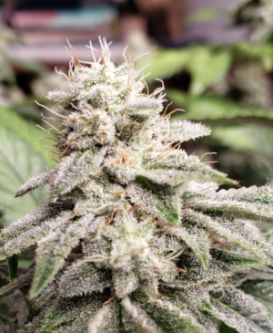 Best Hybrid Cannabis Seeds