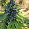 Granddaddy Purple x Night Nurse Plant