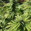 Granddaddy Purple x Night Nurse Plant