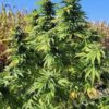Granddaddy Purple X Night Nurse Seeds - Image 4