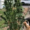 Lambs Bread IBL Cannabis Seeds - Image 2