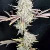 Lambs Bread IBL Cannabis Seeds