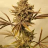 Lambs Bread IBL Cannabis Seeds - Image 3