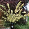 Matanuska Thunderfuck Regular Cannabis Seed