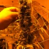 Matanuska Thunderfuck Regular Cannabis Seed Plant