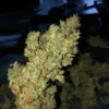 Matanuska Thunderfuck Regular Seed