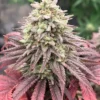 Skunk #1 Original from Sam the Skunk Man