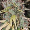 Skunk #1 Plant of Original from Sam the Skunk Man, Dave Watson