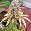 blueberry dj short f6 plant