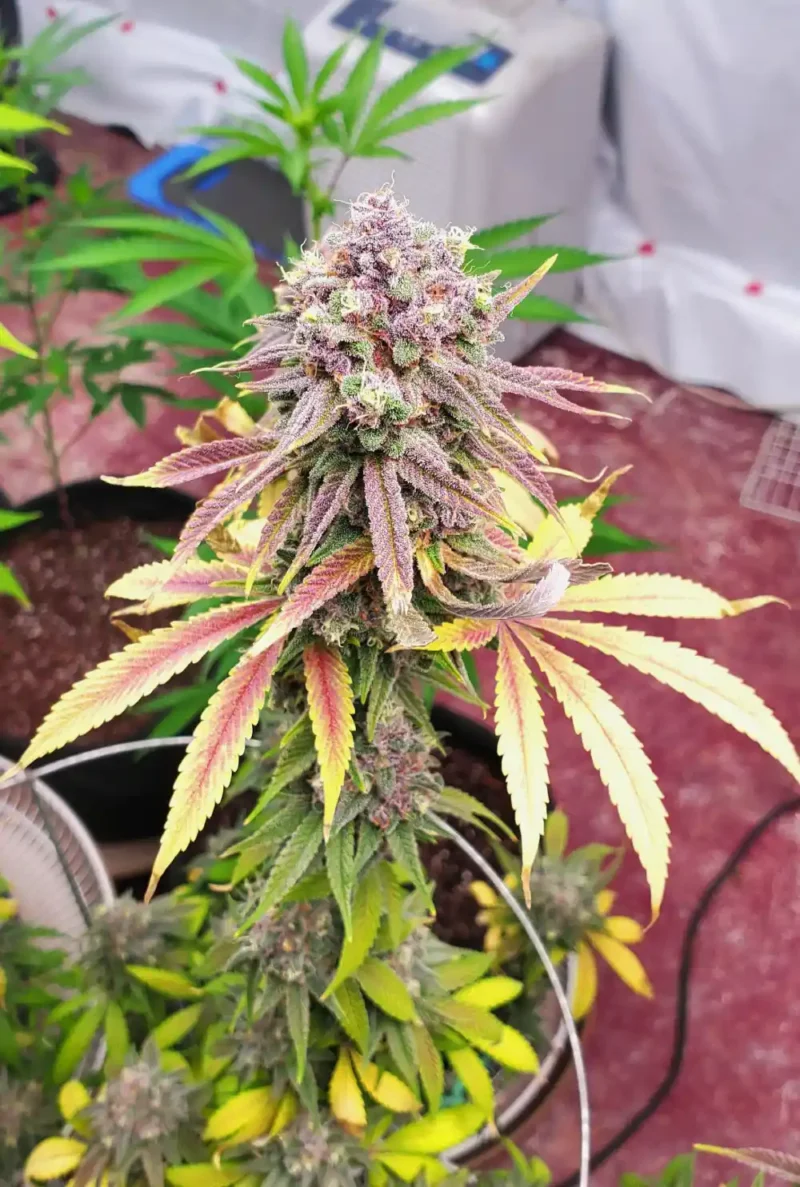 blueberry dj short f6 plant