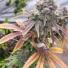 dj short blueberry f6 plant