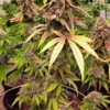 dj short blueberry f6 plant cannabis