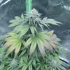 Granddaddy Purple x Gelato Cannabis Seeds