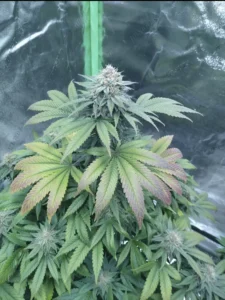 Granddaddy Purple x Gelato Cannabis Seeds