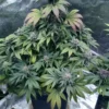 gdp x gelato plant cannabis seed