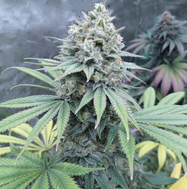 Aurora Indica S1 Feminized Seeds - F1 GENETICS