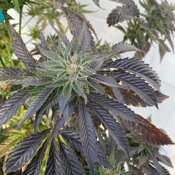Blueberry (D.J.Short) X Alien OG Seeds