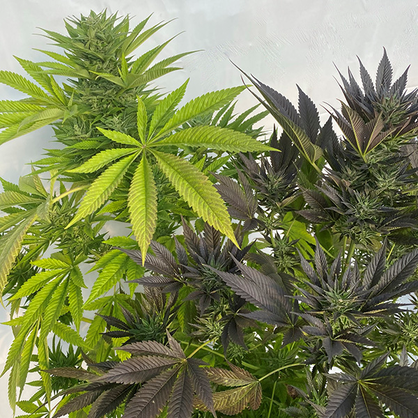 Skunk #1 x Strawberry Queen Seeds