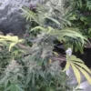 Aurora Indica S1 Feminized Seeds - Image 2