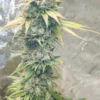 Aurora Indica S1 Feminized Seeds - Image 3