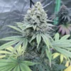 aurora indica s1