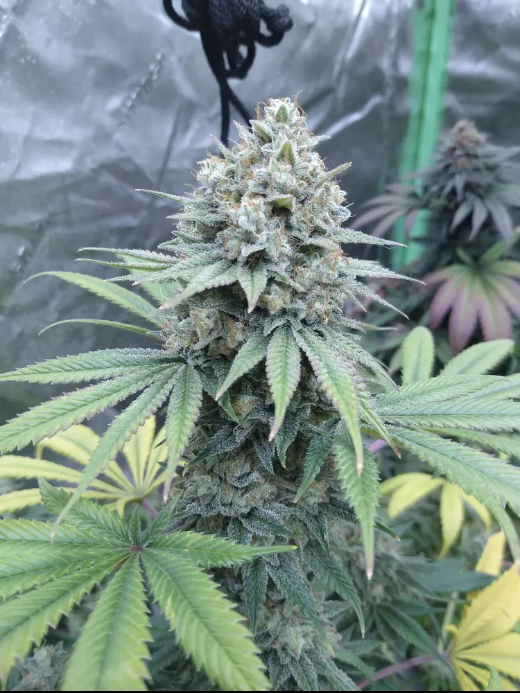 aurora indica s1