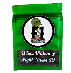 White Widow X Night Nurse R1 Cannabis Seeds