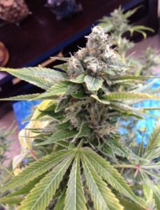 Runtz S1 Cannabis Seeds