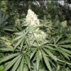 Northern Lights #1 x Runtz Seeds - Image 2