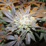 Skunk #1 x Runtz Cannabis Seeds