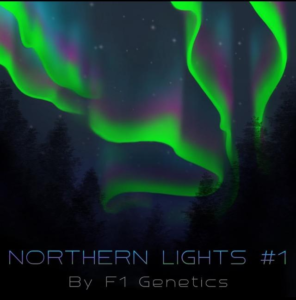 Northern Lights #1 Original Seeds