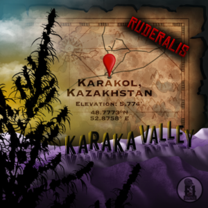 Karakol Kazakhstan Cannabis Seeds