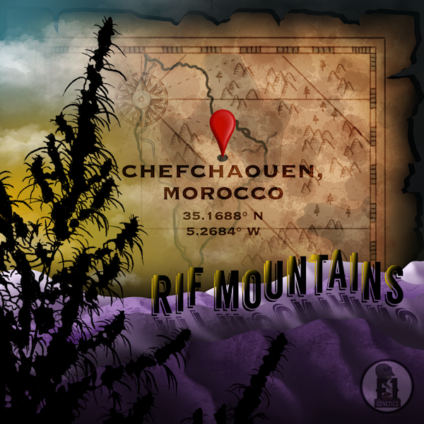 Chefchaouen Moroccan Cannabis Seeds