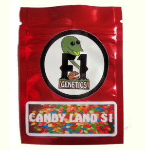 Candy Land Feminized Cannabis Seeds