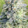 Gorilla Fuck S1 Cannabis Seeds