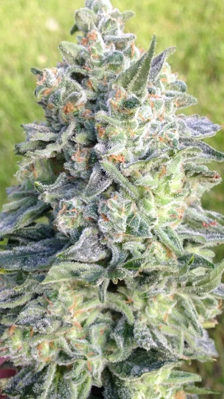 Gorilla Fuck S1 Cannabis Seeds