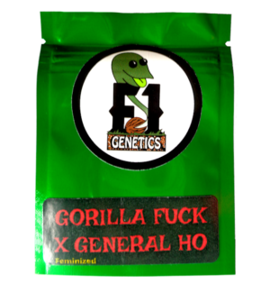 Gorilla Fuck x General Ho Feminized Seeds