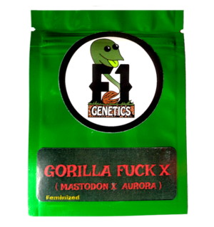 Gorilla Fuck x (Mastodon x Aurora Indica) Feminized Seeds