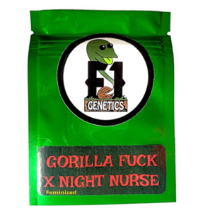 Gorilla Fuck x Night Nurse Feminized Seeds