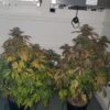 KLAR G13 Project Hash Bean Cannabis Plants