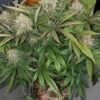 KLAR G13 Project Hash Bean Cannabis Plant