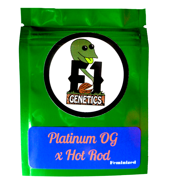 Platinum OG x Hot Rod Feminized Seeds